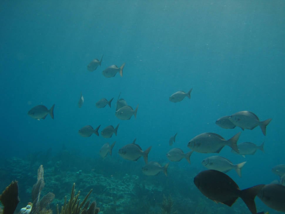 Best time for Scuba Diving and Snorkeling in Miami
