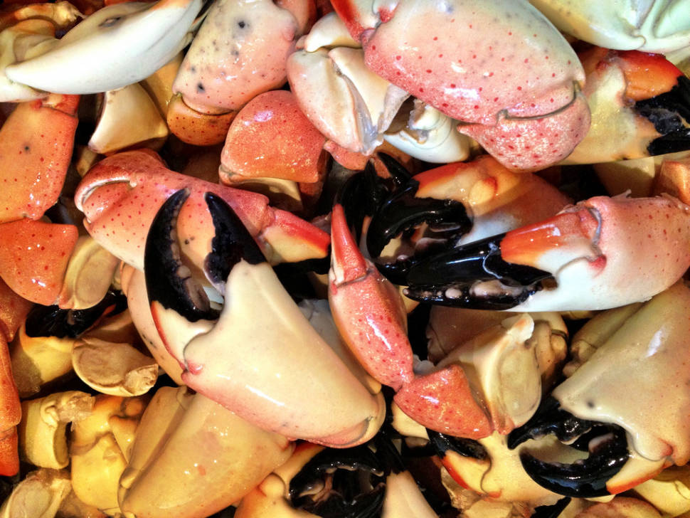 Stone Crab Season in Miami - Best Season