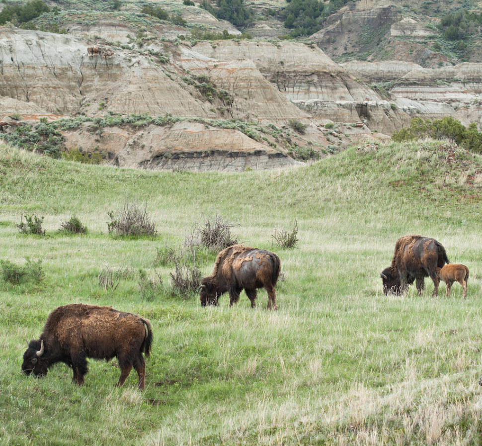 Best time for Baby Bison in the Theodore Roosevelt National Park in Midwest