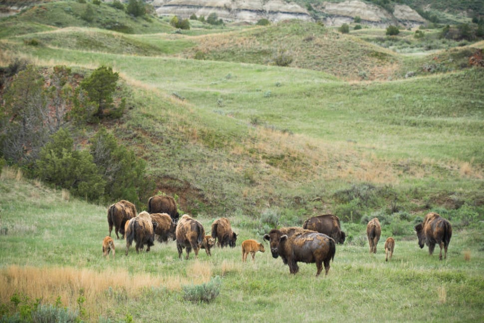 Baby Bison in the Theodore Roosevelt National Park in Midwest - Best Season