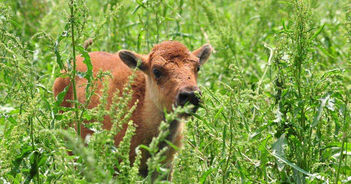 Baby Bison in the Theodore Roosevelt National Park in Midwest - Best Time