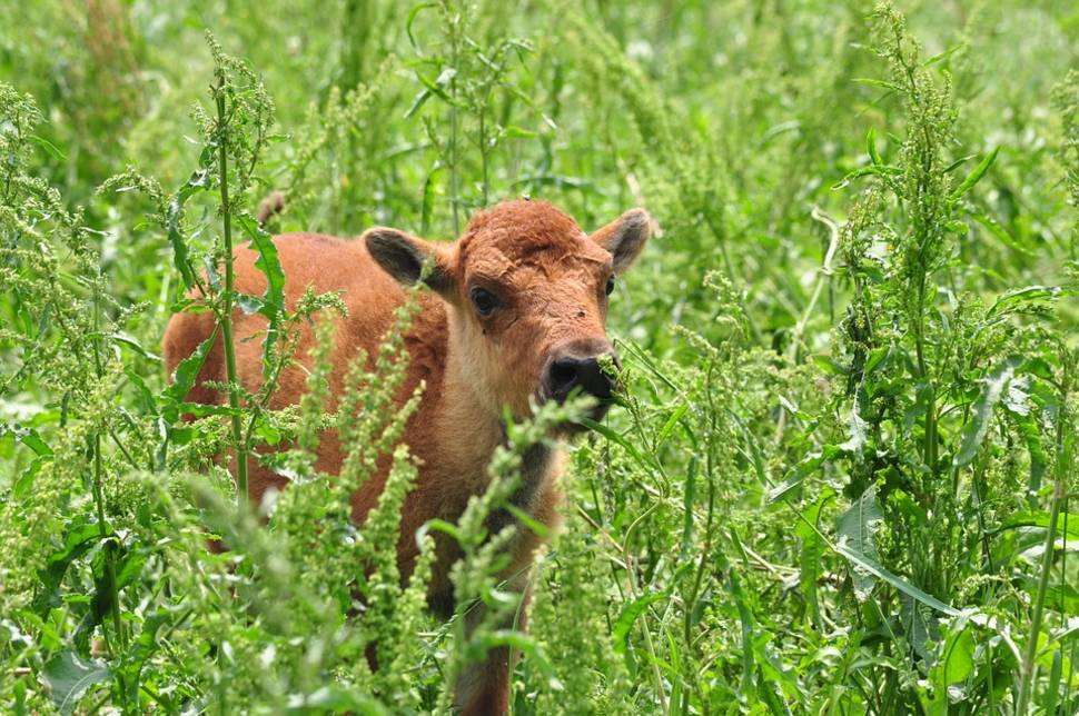 Baby Bison in the Theodore Roosevelt National Park in Midwest - Best Time