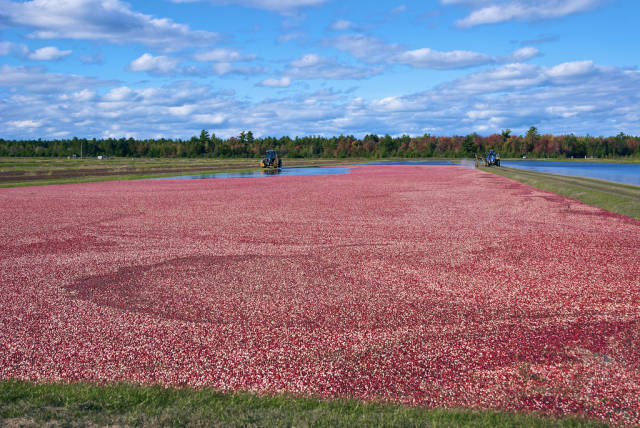 Wisconsin Cranberry Harvest in Midwest - Best Season