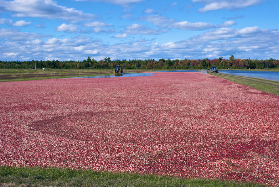 Wisconsin Cranberry Harvest in Midwest - Best Season