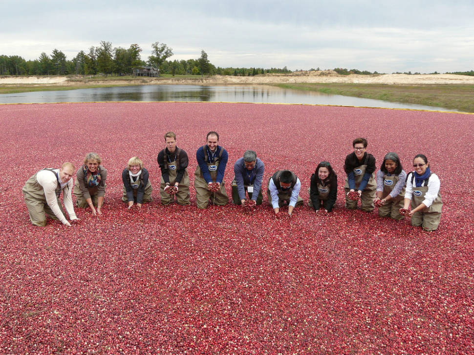 Best time for Wisconsin Cranberry Harvest in Midwest