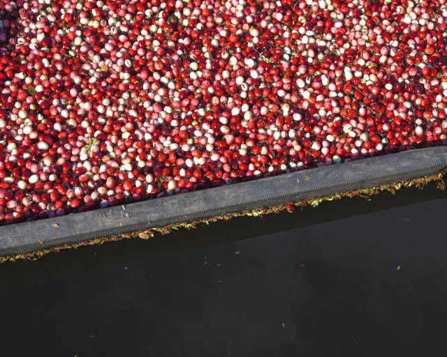 Wisconsin Cranberry Harvest in Midwest - Best Time