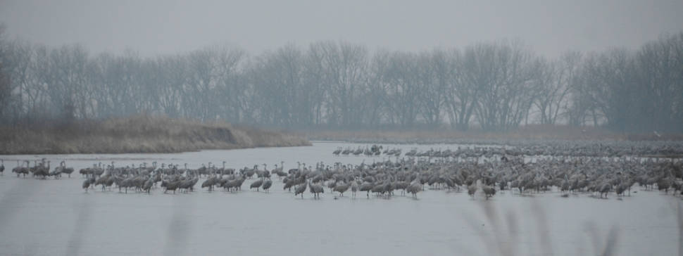 Dawn on the Platte River
