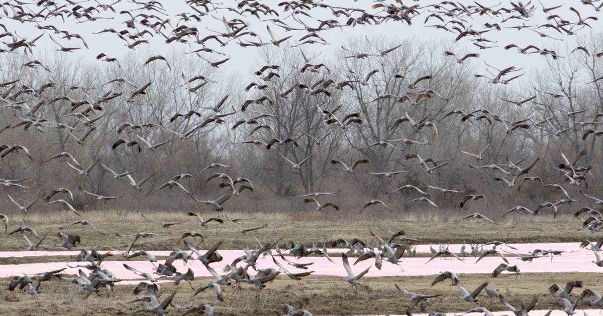 Sandhill Crane Migration in Midwest - Best Time