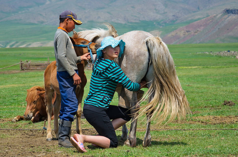 Milking the horses