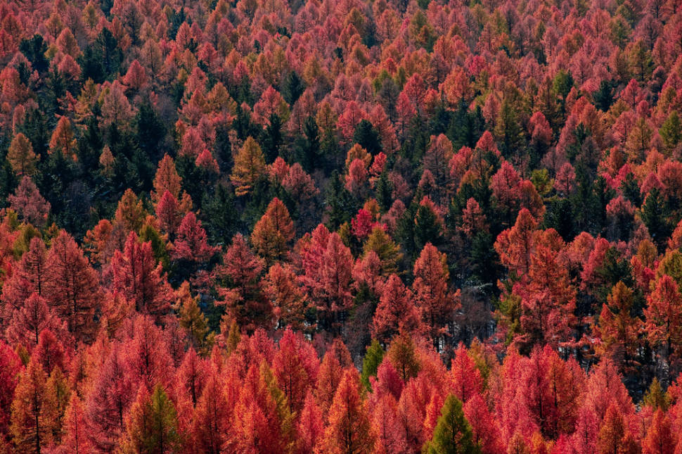 Autumn Colours in Mongolia - Best Season