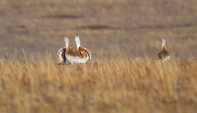 Great Bustard (Otis tarda)
