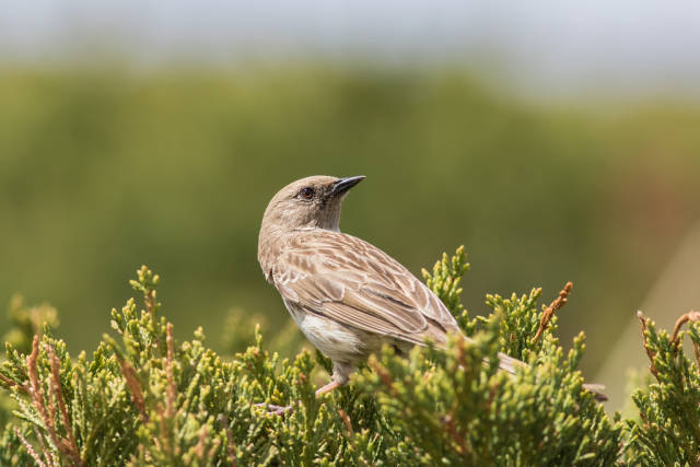 Mongolian accentor (Prunella koslowi)