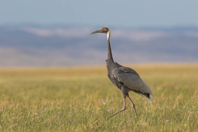 White-naped Crane (Grus vipio)