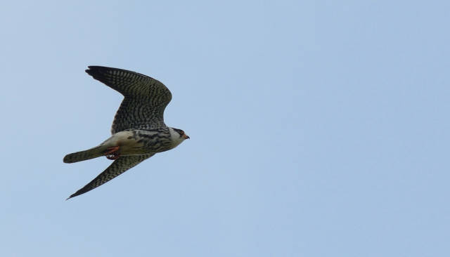 Falco amurensis (Amur Falcon)