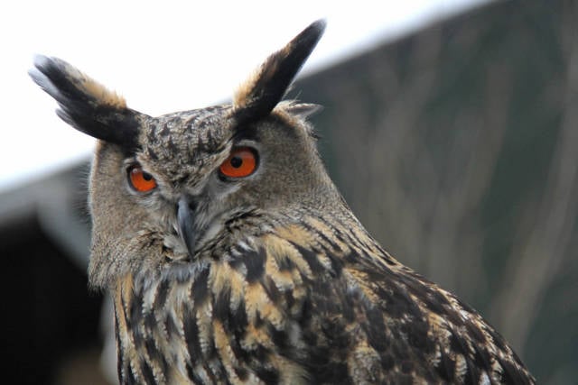 Oehoe, Bubo, Eagle-owl
