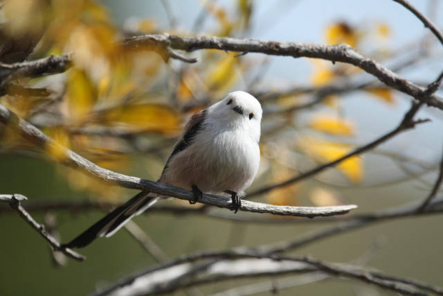 Birdwatching in Mongolia - Best Time