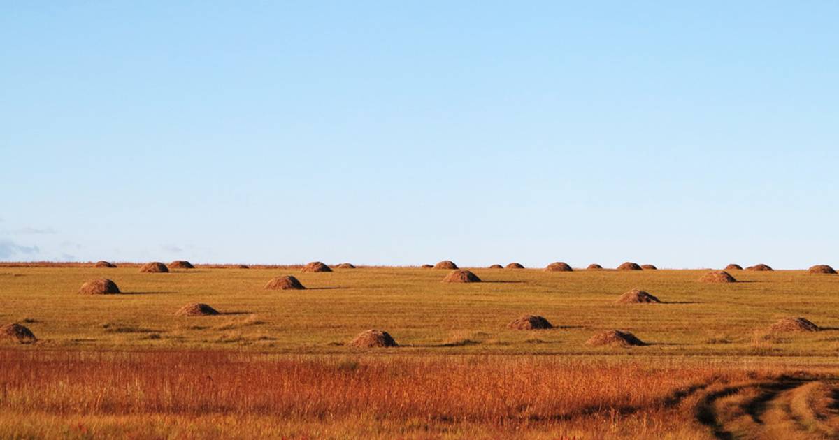 Hay Harvest in Mongolia - Best Time