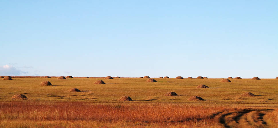 Hay Harvest in Mongolia - Best Time
