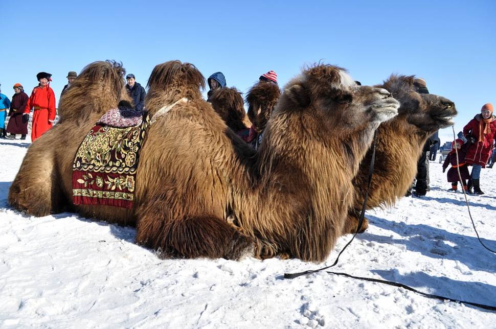 Thousand Camel Festival in Mongolia - Best Time