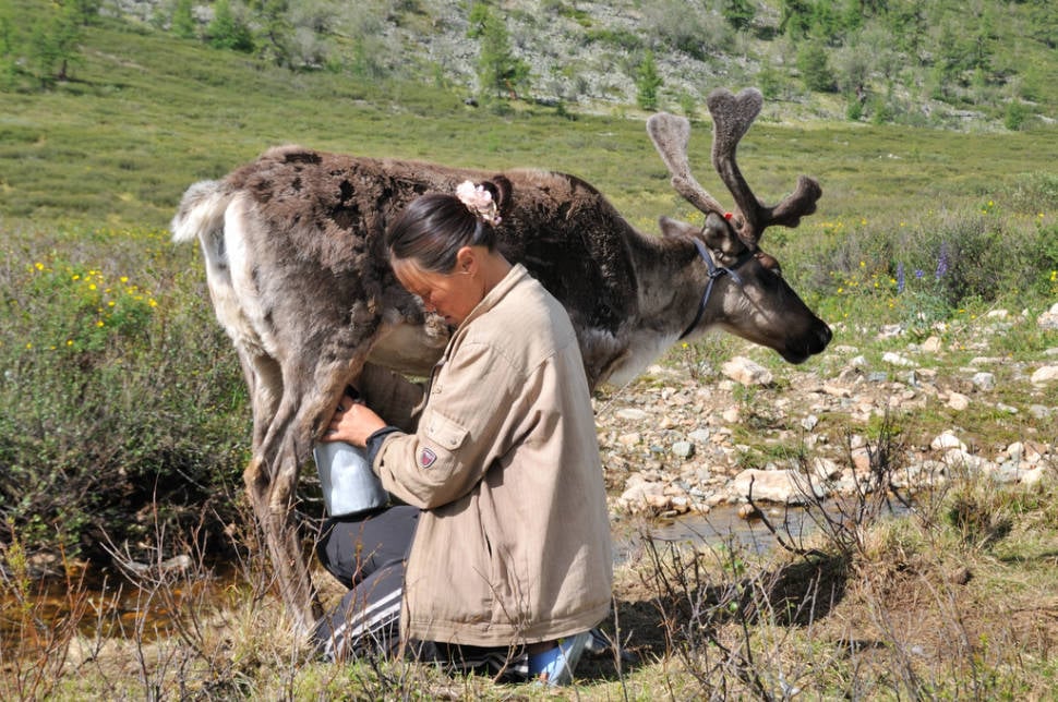Best time for Visiting Tsaatan Tribe
