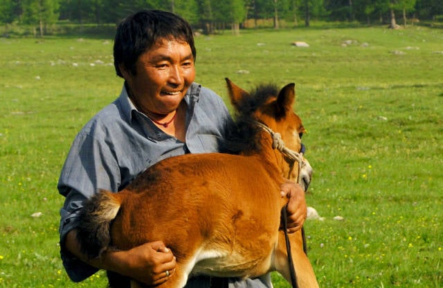 Baby horse