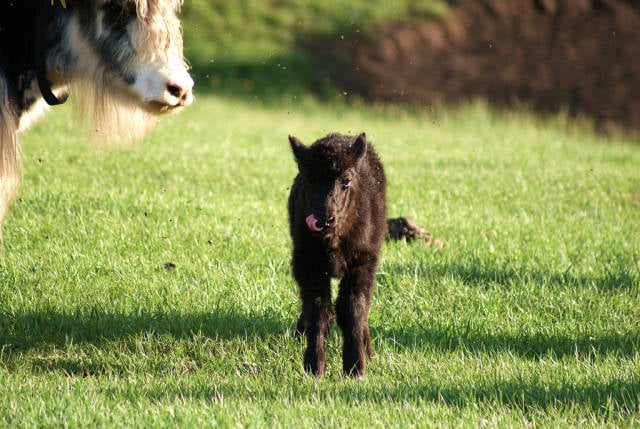 Baby yak