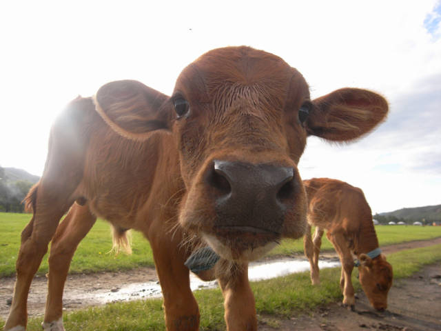 Welcome Baby Animals with Nomads in Mongolia - Best Time