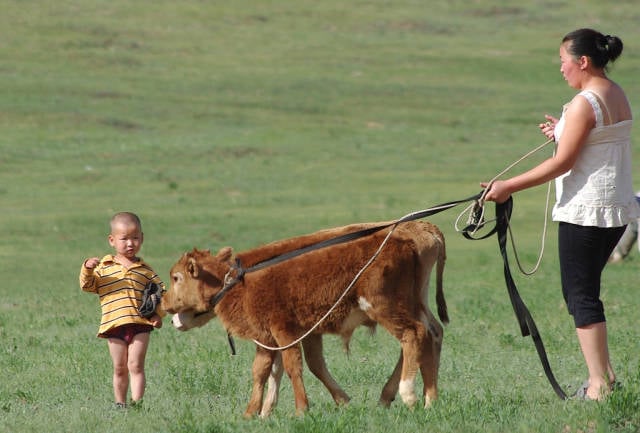 Babies in Mongolia