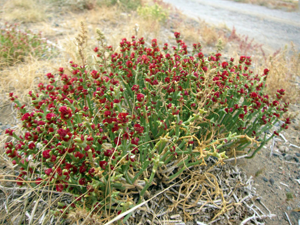 Red steppe flowers