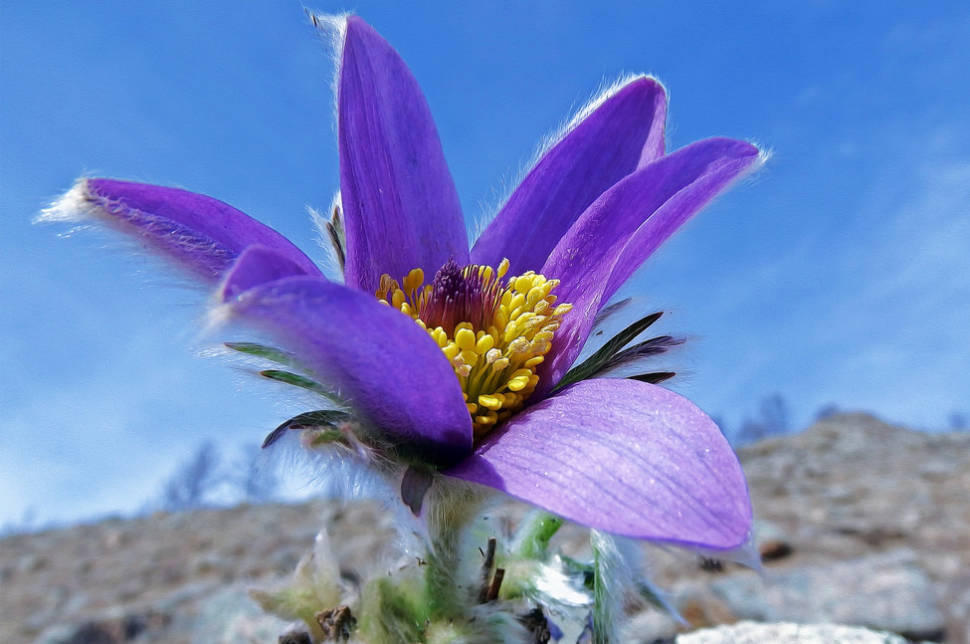 Pasqueflower
