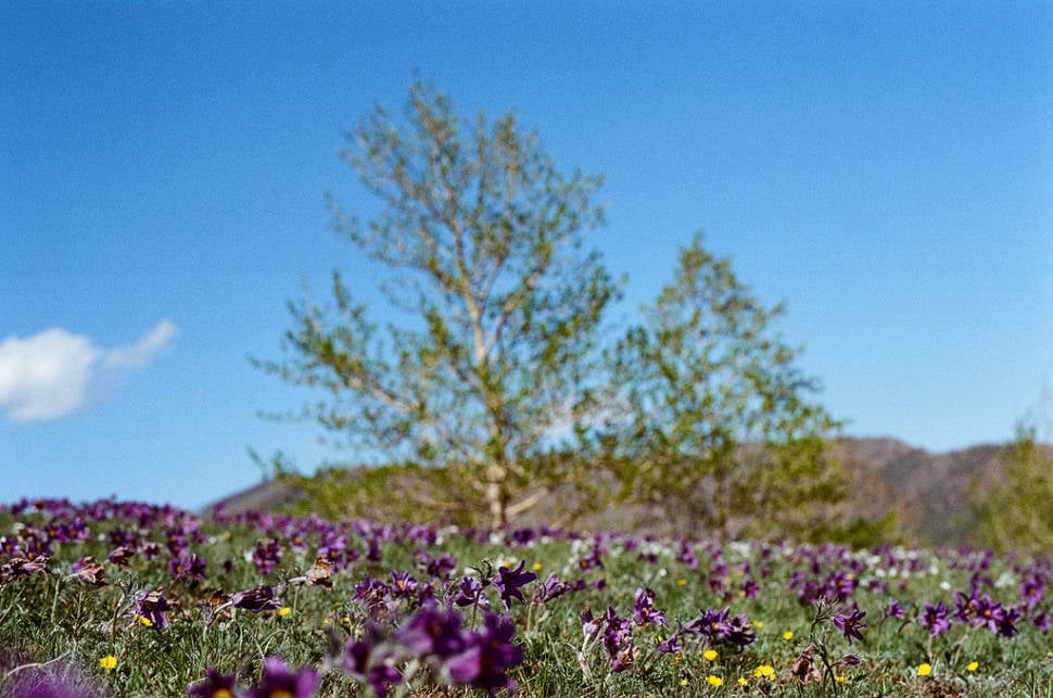 Best time for Wildflowers of Steppes in Mongolia