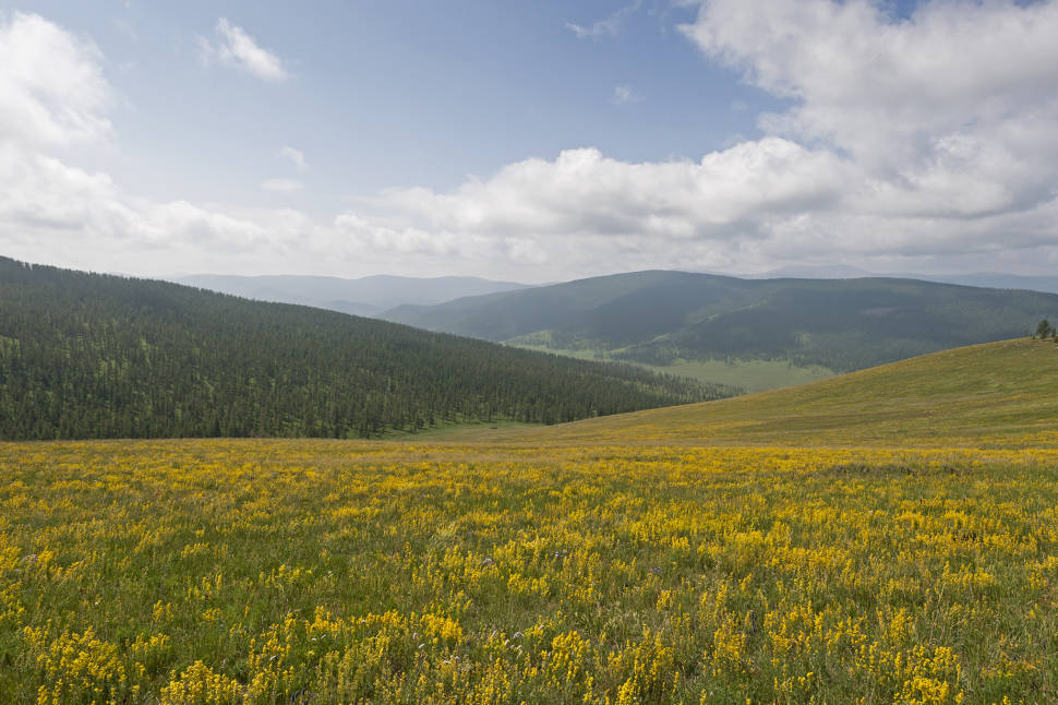 Wildflowers of Steppes in Mongolia - Best Season