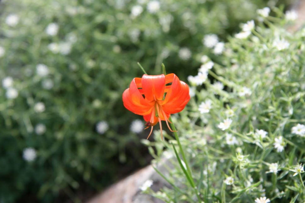 Best time to see Wildflowers of Steppes in Mongolia