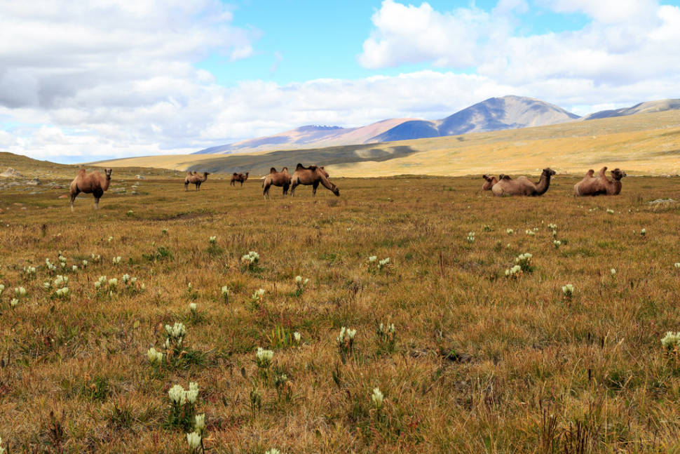 The camels enjoyed their day off with the lush grass in the valley