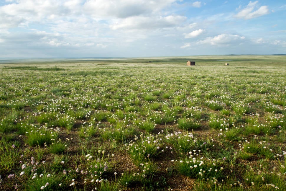 Wildflowers of Steppes in Mongolia - Best Time