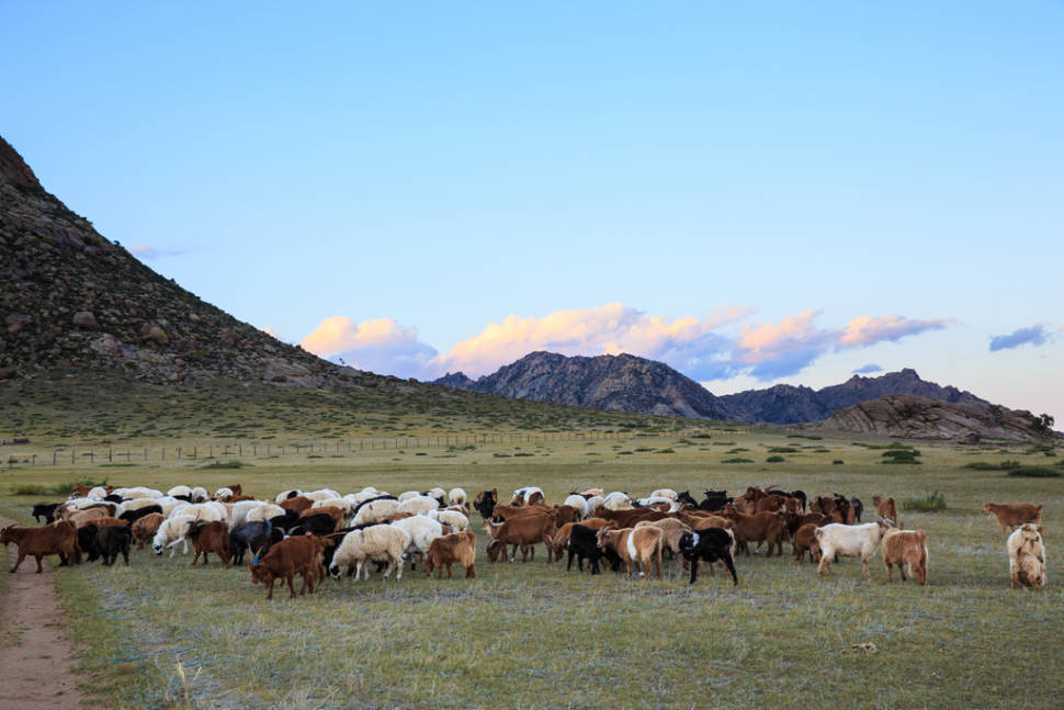 Wildlife Watching in Mongolia - Best Season