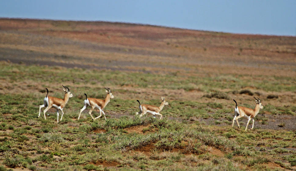 Black-tailed gazelle in South Gobi