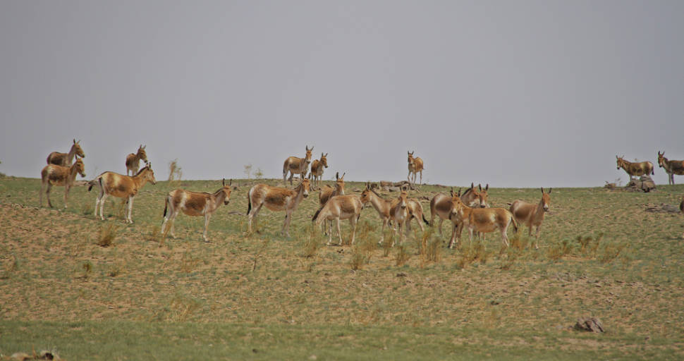 Onagers, also known as Asiatic wild ass