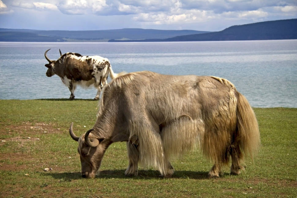 At Khovsgul Nuur in Northern Mongolia