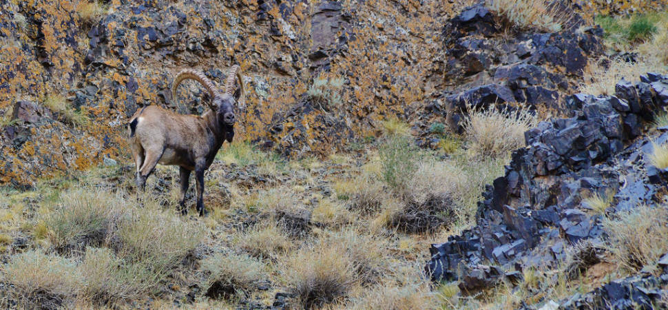 Ibex Tost Uul Gobi Desert Mongolia