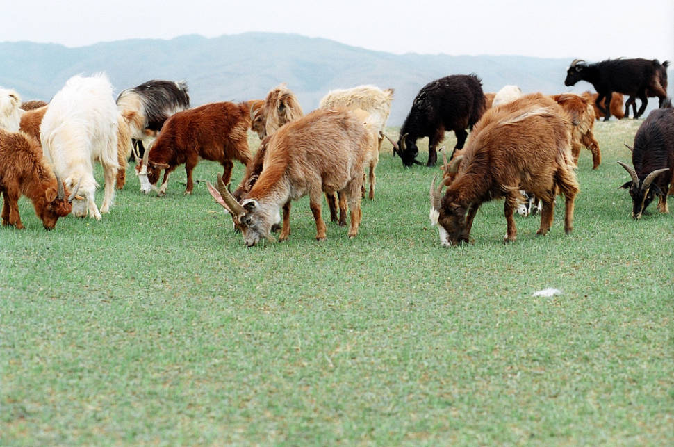 Best time for Wildlife Watching in Mongolia