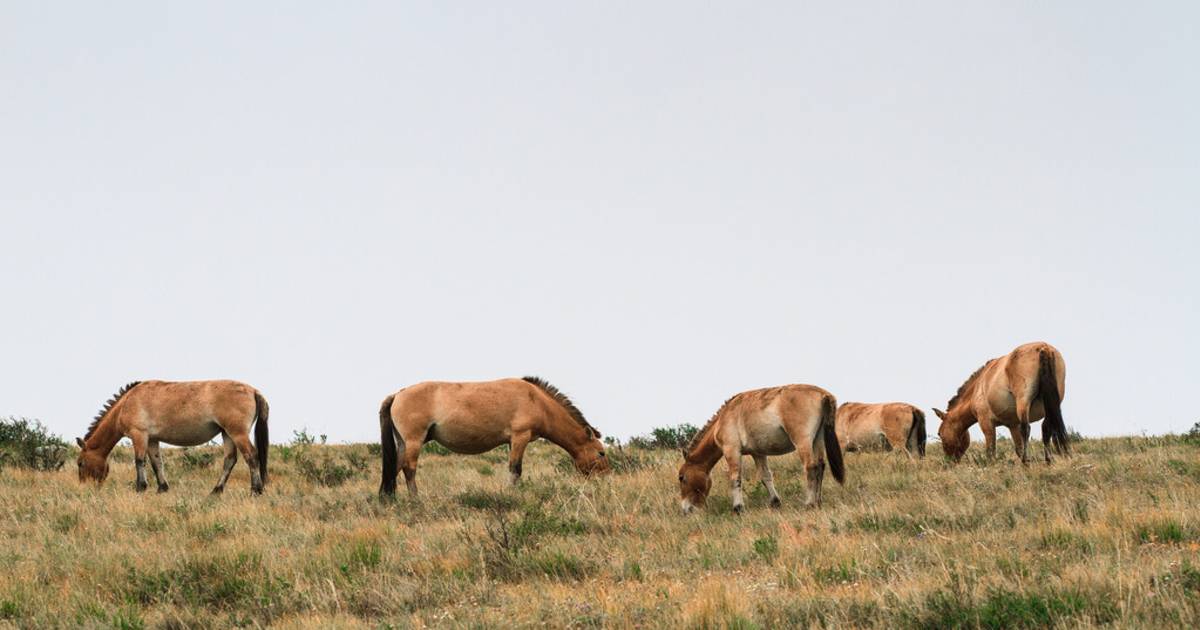 Wildlife Watching in Mongolia - Best Time