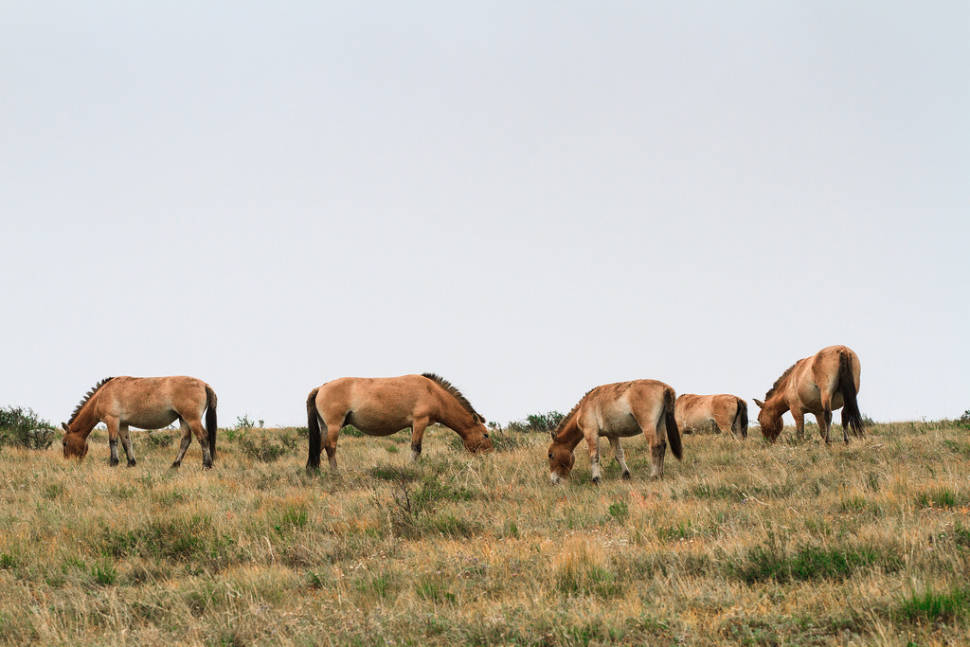 Wildlife Watching in Mongolia - Best Time