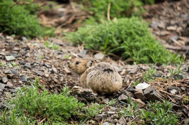 Pika