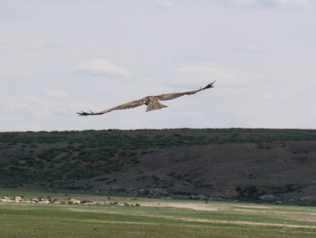 Eagle