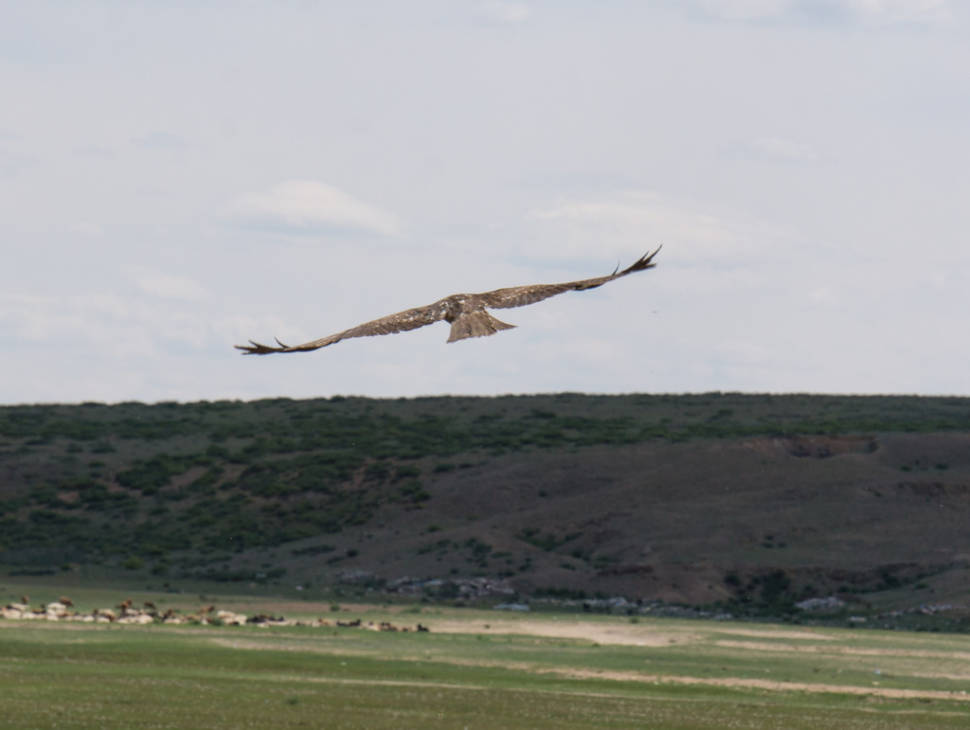 Eagle