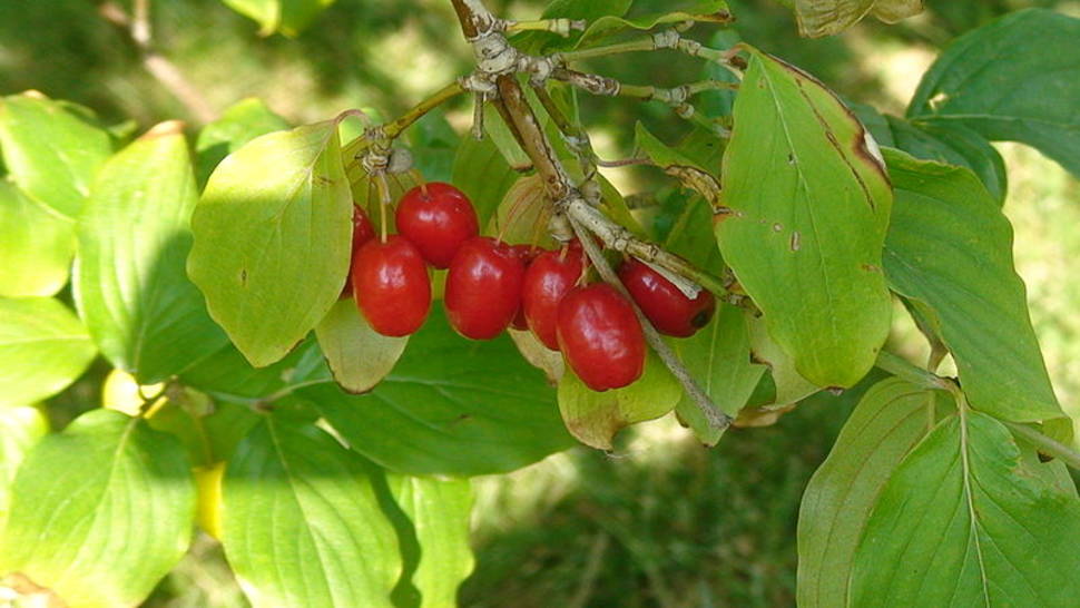 Best time for Cornelian Cherries or Drenjine in Montenegro