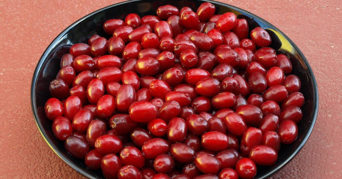 Cornelian Cherries or Drenjine in Montenegro - Best Time