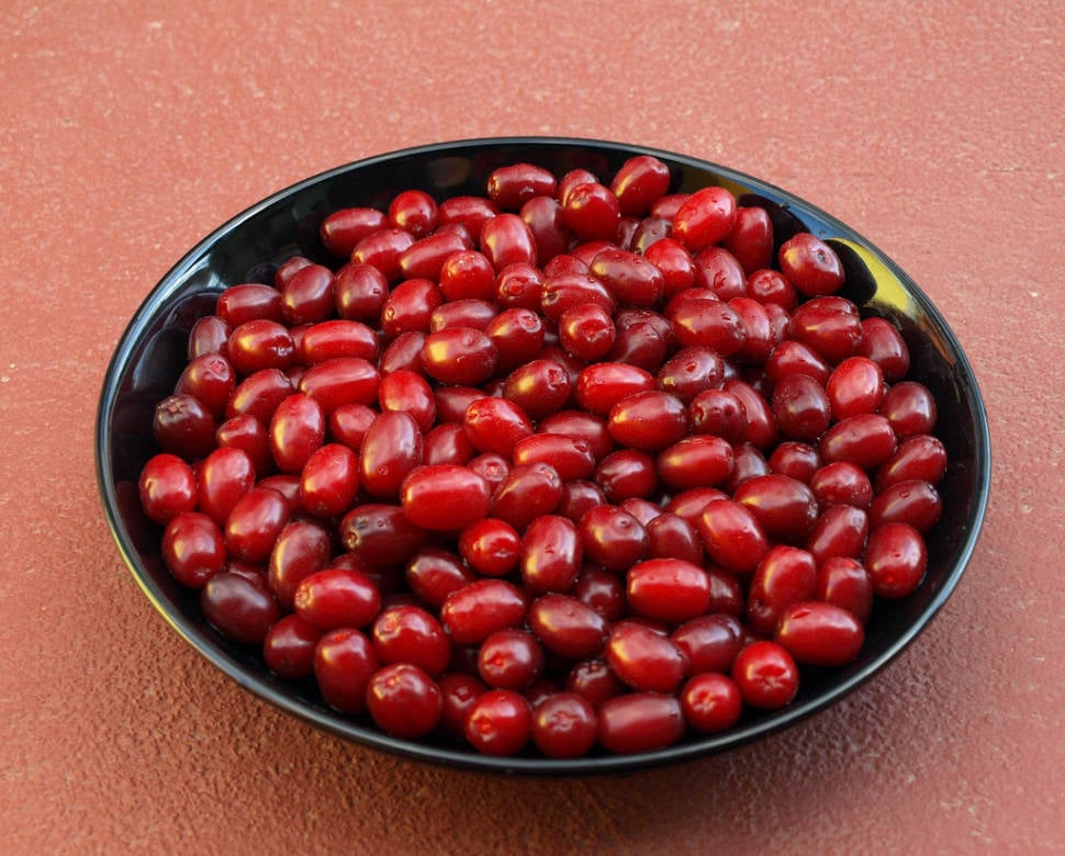Cornelian Cherries or Drenjine in Montenegro - Best Time
