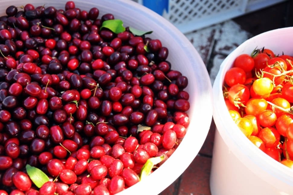 Best time to see Cornelian Cherries or Drenjine in Montenegro